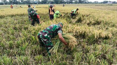 Babinsa Kawal Panen, Petani Plosokerep Optimistis Produktivitas Padi Tetap Terjaga Babinsa Kawal Panen, Petani Plosokerep Optimistis Produktivitas Padi Tetap Terjaga