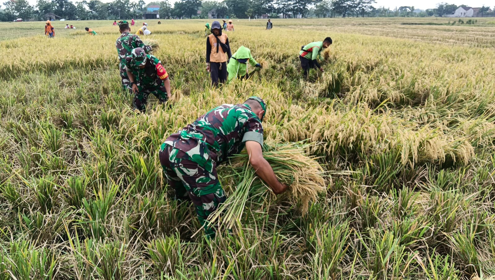 Babinsa Kawal Panen, Petani Plosokerep Optimistis Produktivitas Padi Tetap Terjaga