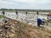 Lumpur Sawah Jadi Medan Juang Babinsa Ngarum, Petani Kian Optimistis Sambut Panen