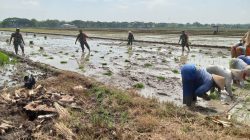 Lumpur Sawah Jadi Medan Juang Babinsa Ngarum, Petani Kian Optimistis Sambut Panen Lumpur Sawah Jadi Medan Juang Babinsa Ngarum, Petani Kian Optimistis Sambut Panen