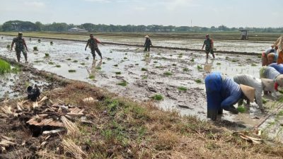Lumpur Sawah Jadi Medan Juang Babinsa Ngarum, Petani Kian Optimistis Sambut Panen Lumpur Sawah Jadi Medan Juang Babinsa Ngarum, Petani Kian Optimistis Sambut Panen