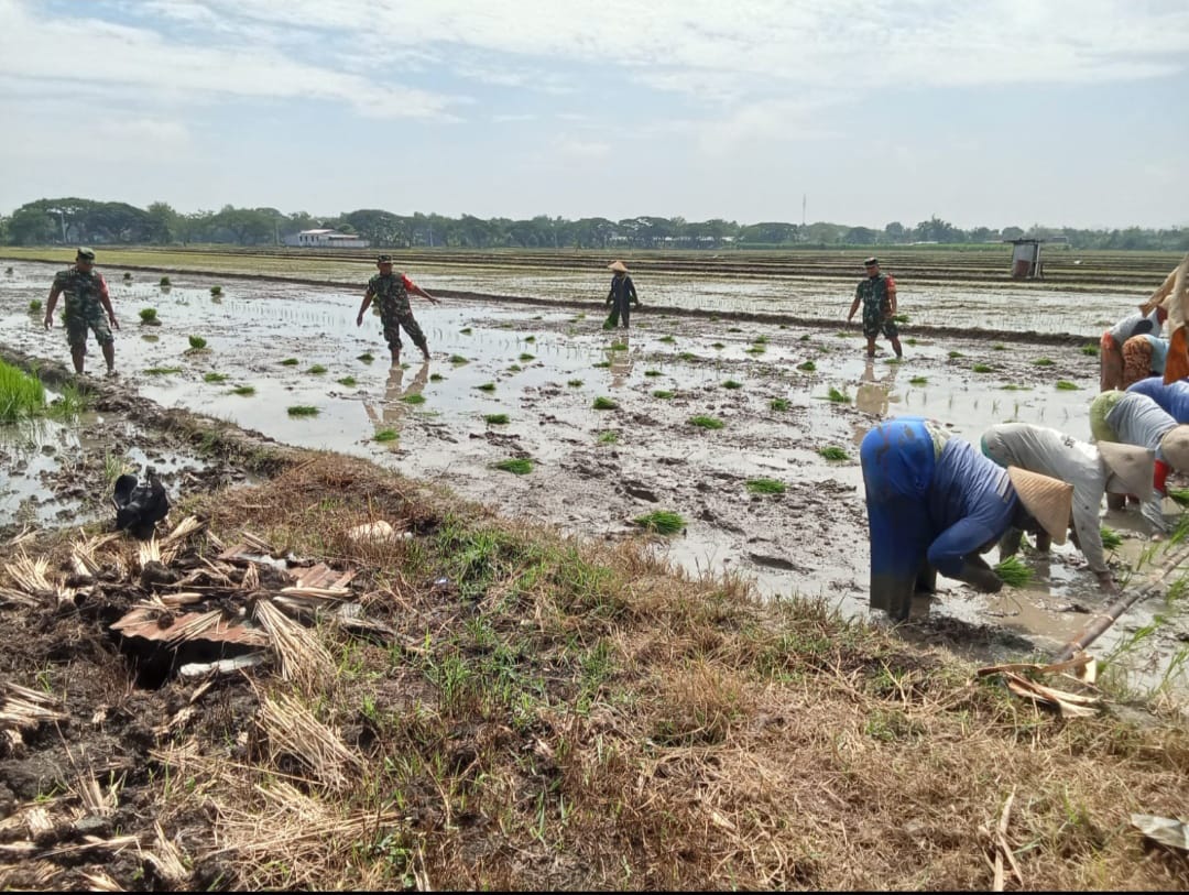 Lumpur Sawah Jadi Medan Juang Babinsa Ngarum, Petani Kian Optimistis Sambut Panen