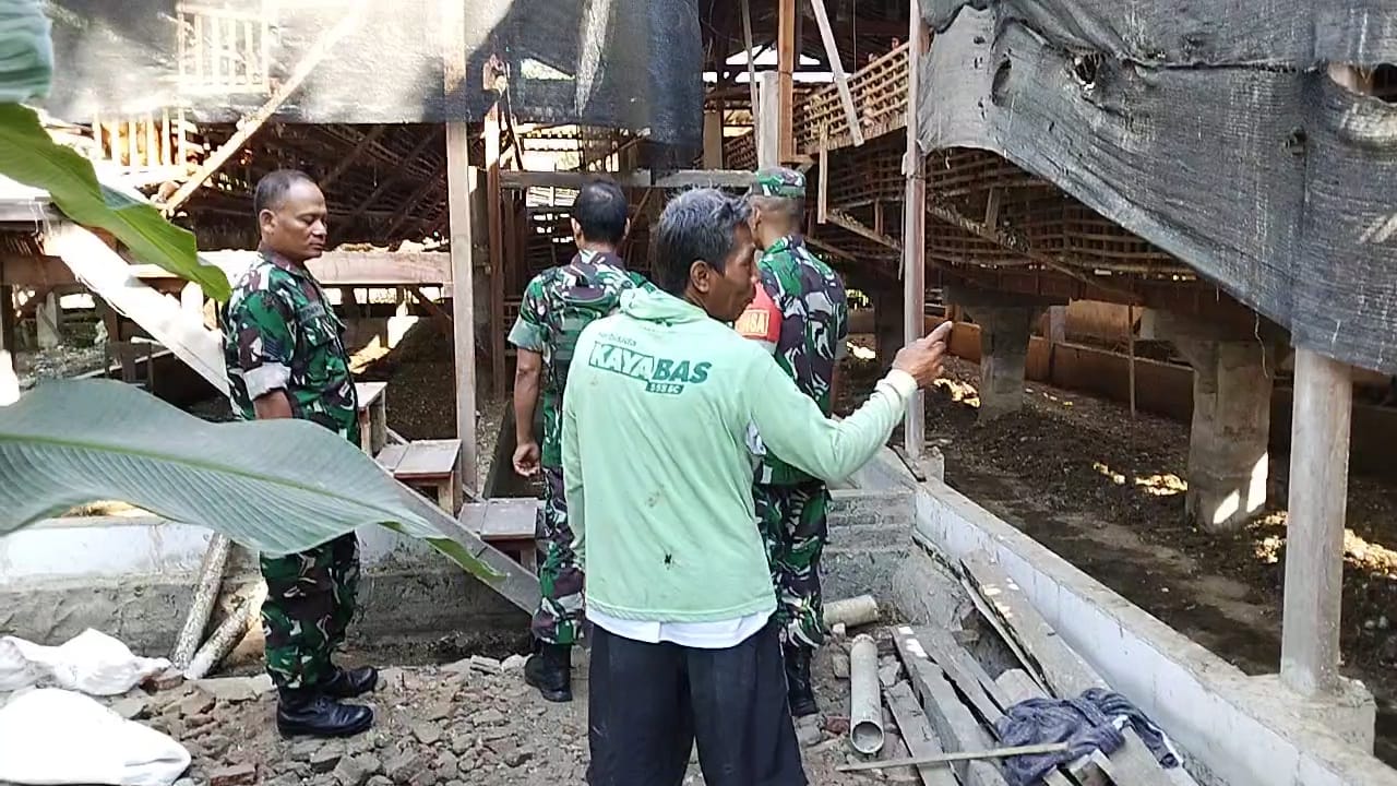 Babinsa Turun ke Kandang, Suntik Semangat Peternak Ayam Petelur Hadapi Tantangan Usaha