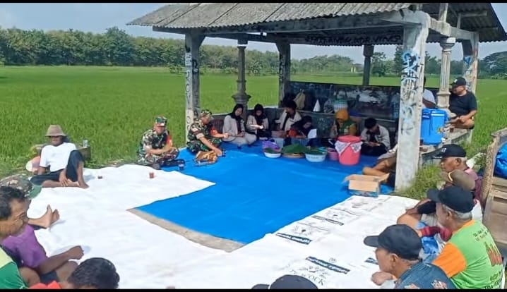 Babinsa Turun ke Sawah, Komsos Jadi Penguat Semangat Kelompok Tani