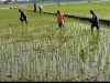 Babinsa Masaran Bantu Petani, Pemupukan Didorong Tepat dan Efisien