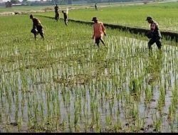 Babinsa Masaran Bantu Petani, Pemupukan Didorong Tepat dan Efisien