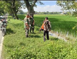 Komsos di Sawah, Babinsa Ngarum Serap Keluhan Petani