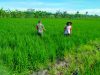 Serda Ibrahim Pilih Turun ke Sawah, Dampingi Petani Gemolong Kejar Panen Padi