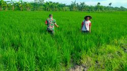 Serda Ibrahim Pilih Turun ke Sawah, Dampingi Petani Gemolong Kejar Panen Padi