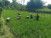 Babinsa Desa Poleng Gesi, Turun Langsung Bantu Petani Merawat Sawah