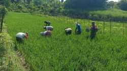 Babinsa Desa Poleng Gesi, Turun Langsung Bantu Petani Merawat Sawah
