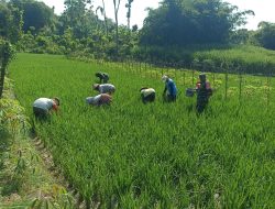 Babinsa Desa Poleng Gesi, Turun Langsung Bantu Petani Merawat Sawah