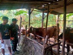 Babinsa Jenar Cek Kandang Sapi Warga, Pastikan Ternak Sehat dan Lingkungan Bersih
