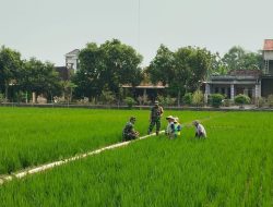 Babinsa Srawung Turun ke Sawah, Bantu Petani Basmi Gulma Tanaman Padi