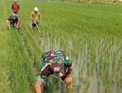 Babinsa Kroyo Dampingi Petani, Padi Dibersihkan dari Gulma agar Tumbuh Optimal