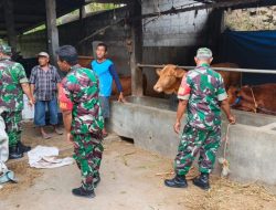 Babinsa Kawal Peternak Sapi, Dorong Kandang Sehat demi Ternak Berkualitas