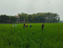 Babinsa Gesi Ikut “Melandak” Sawah, Selamatkan Padi dari Gulma Pengganggu