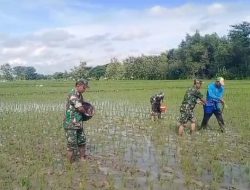 Babinsa Gesi IKut Turun Sawah, Pemupukan Jadi Kunci Kejar Panen Melimpah