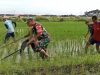 Peduli Petani, TNI Koramil Karangmalang Turun Langsung Bersihkan Gulma di Sawah