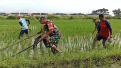 Peduli Petani, TNI Koramil Karangmalang Turun Langsung Bersihkan Gulma di Sawah