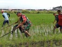 Peduli Petani, TNI Koramil Karangmalang Turun Langsung Bersihkan Gulma di Sawah