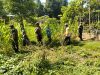 Babinsa Gesi Turun Tangan Selamatkan Tanaman Jagung, Gulma Jadi Musuh Utama Petani