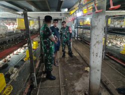 Babinsa Koramil  Ngrampal Cek Kandang Ayam, Peternak Apresiasi Pendampingan