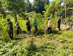 Babinsa Gesi Turun Tangan Selamatkan Tanaman Jagung, Gulma Jadi Musuh Utama Petani