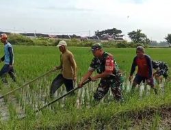 Babinsa Blusukan ke Sawah, Gulma Dibasmi Demi Selamatkan Masa Depan Panen Petani