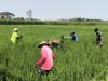 Babinsa Majenang Turun ke Sawah, Bersihkan Gulma Padi IR 32 untuk Kejar Hasil Panen Optimal