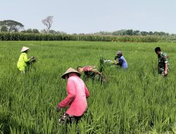 Babinsa Majenang Turun ke Sawah, Bersihkan Gulma Padi IR 32 untuk Kejar Hasil Panen Optimal