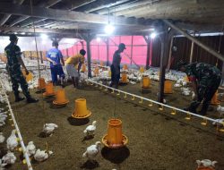 Babinsa Tanggan Turun ke Kandang, Jaga Ayam Sehat dan Lingkungan Tetap Nyaman