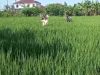 Hama Mengintai, Babinsa Plupuh Turun ke Sawah Dampingi Petani Semprot Tanaman Padi