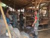 Sapi Warga Dipantau, Babinsa Plupuh Turun Langsung Jaga Aset Peternak