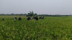 Padi Genengduwur Dipantau, Babinsa Pastikan Petani Tak Lengah Rawat Tanaman