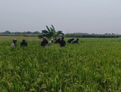 Padi Genengduwur Dipantau, Babinsa Pastikan Petani Tak Lengah Rawat Tanaman