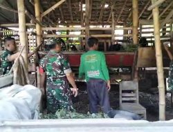 Babinsa Plupuh Blusukan ke Kandang, Pastikan Kambing Sehat, Peternak Makin Semangat