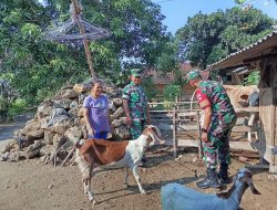 Babinsa Jenar Turun ke Kandang, Kambing Warga Dicek Satu per Satu