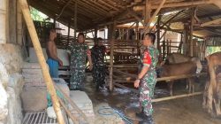 Sapi Warga Dipantau, Babinsa Plupuh Turun Langsung Jaga Aset Peternak