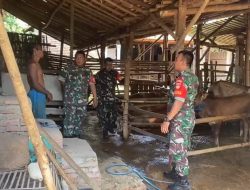 Sapi Warga Dipantau, Babinsa Plupuh Turun Langsung Jaga Aset Peternak