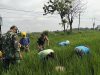 Babinsa Plupuh Turun ke Sawah, Gulma Dibabat Demi Dongkrak Hasil Panen Padi