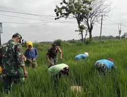Babinsa Plupuh Turun ke Sawah, Gulma Dibabat Demi Dongkrak Hasil Panen Padi