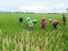 TERJUN KE SAWAH, BABINSA KARANGMALANG DAMPINGI PETANI NGADIREJO BERANTAS GULMA PEMAKAN NUTRISI PADI