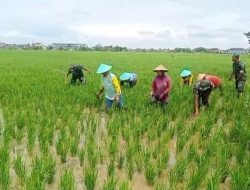 TERJUN KE SAWAH, BABINSA KARANGMALANG DAMPINGI PETANI NGADIREJO BERANTAS GULMA PEMAKAN NUTRISI PADI