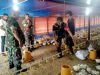Cuaca Panas Mengancam Ayam Broiler, Babinsa Jenar Ingatkan Peternak Maksimalkan Blower