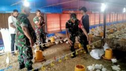 Cuaca Panas Mengancam Ayam Broiler, Babinsa Jenar Ingatkan Peternak Maksimalkan Blower