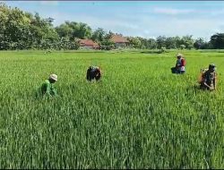 Kawal Padi MT III, Babinsa Karangmalang Turun Langsung ke Sawah