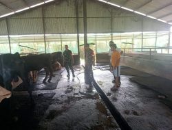 Cek Kondisi Ternak, Babinsa Jenar Pastikan Sapi di Ngepringan Bebas PMK