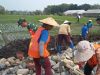 Tak Hanya Jaga Wilayah, Babinsa Pelemgadung Ikut Angkat Material Bangun Talud Jalan