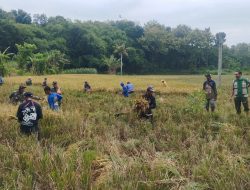 Bulir Padi Mulai Dipanen, Babinsa Slendro Ikut Kawal Hasil Kerja Petani